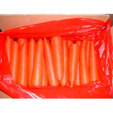 New Crop Wholsale Fresh Chinese Carrot (M size)